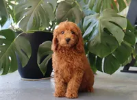Inez, a female Miniature Goldendoodle for sale in Fresno, OH – 4 of 5