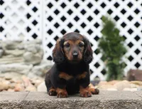 Star, a female Miniature Dachshund for sale in Fresno, OH – 2 of 2