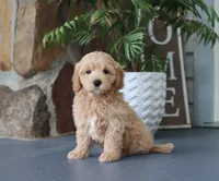 Seth, a male Maltipoo for sale in Fresno, OH – 5 of 5