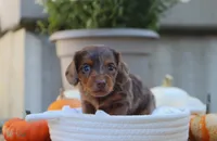 Lucy, a female Miniature Dachshund for sale in Fresno, OH – 4 of 4