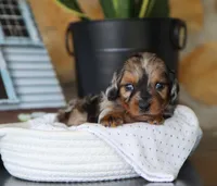 Oaklyn, a female Miniature Dachshund for sale in Fresno, OH – 4 of 5
