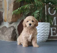 Seth, a male Maltipoo for sale in Fresno, OH – 3 of 5