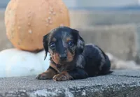 Peaches, a female Miniature Dachshund for sale in Fresno, OH – 3 of 4