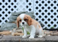 Upton, a male Cavalier King Charles Spaniel for sale in Fresno, OH – 3 of 7