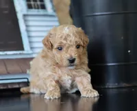 Mia, a female Maltipoo for sale in Fresno, OH – 4 of 4
