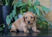 Flora, a female Miniature Dachshund for sale in Fresno, OH – 3 of 6