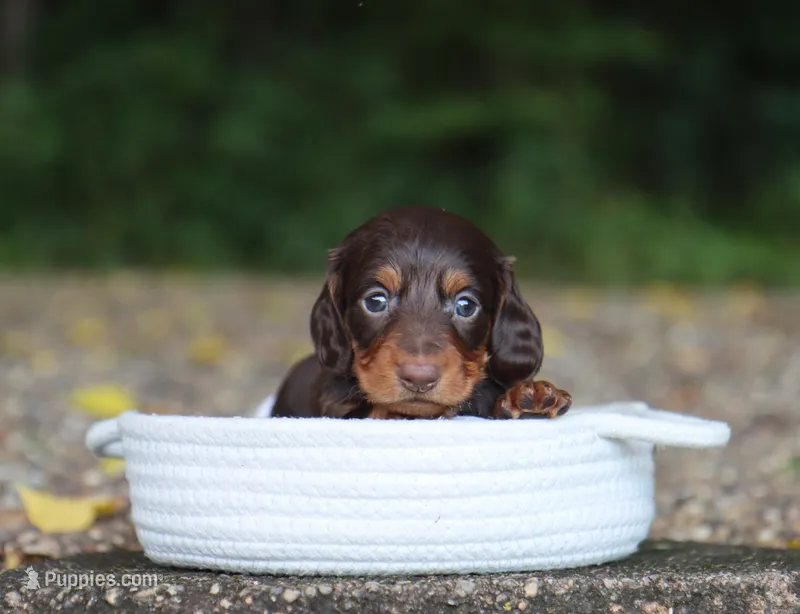 Archer – Miniature Dachshund puppy for sale in Fresno, OH