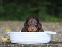 Archer, a male Miniature Dachshund for sale in Fresno, OH – 1 of 4