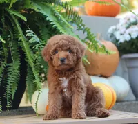 Javon, a male Poodle - Miniature  for sale in Fresno, OH – 3 of 5