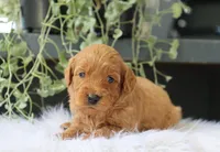 Alec, a male Miniature Goldendoodle for sale in Fresno, OH – 2 of 4