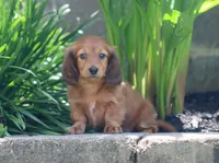 Chloe, a female Miniature Dachshund for sale in Fresno, OH – 3 of 5