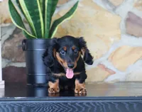 Gunner, a male Miniature Dachshund for sale in Fresno, OH – 5 of 6