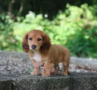 Bennett, a male Miniature Dachshund for sale in Fresno, OH – 5 of 5