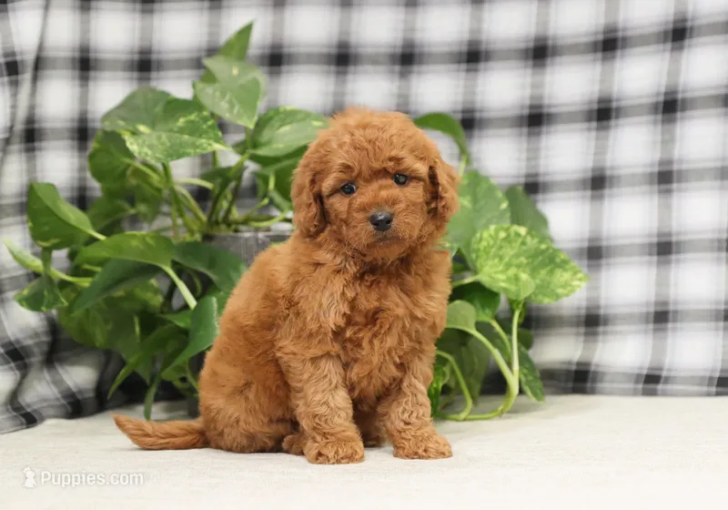 Ivory – Miniature Goldendoodle puppy for sale in Fresno, OH