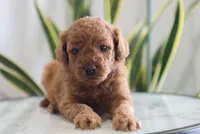 Ivory, a female Miniature Goldendoodle for sale in Fresno, OH – Photo 3 of 4