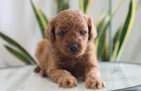 Ivory, a female Miniature Goldendoodle for sale in Fresno, OH – Photo 2 of 4