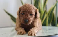 Ivory, a female Miniature Goldendoodle for sale in Fresno, OH – Photo 1 of 4