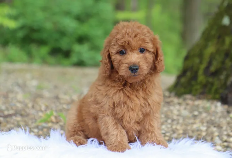 Ivory – Miniature Goldendoodle puppy for sale in Fresno, OH