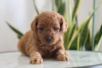 Ivory, a female Miniature Goldendoodle for sale in Fresno, OH – Photo 4 of 4