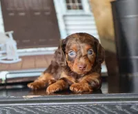 Indie, a female Miniature Dachshund for sale in Fresno, OH – 4 of 4