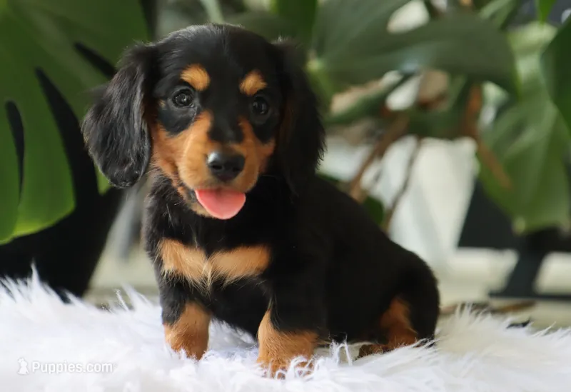 Khloe – Miniature Dachshund puppy for sale in Fresno, OH