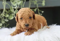 Asher, a male Miniature Goldendoodle for sale in Fresno, OH – 3 of 3
