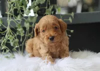 Albus, a male Miniature Goldendoodle for sale in Fresno, OH – 6 of 7