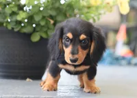 Khloe, a female Miniature Dachshund for sale in Fresno, OH – 5 of 5