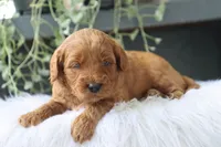 Avery, a male Miniature Goldendoodle for sale in Fresno, OH – 3 of 4