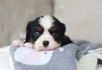 Kash, a male Cavalier King Charles Spaniel for sale in Fresno, OH – 3 of 6