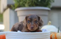 Lucy, a female Miniature Dachshund for sale in Fresno, OH – 2 of 4