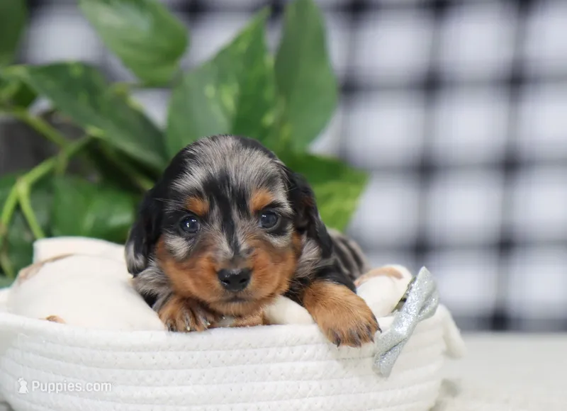 Stetson – Miniature Dachshund puppy for sale in Fresno, OH