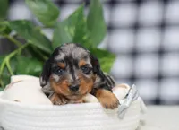 Stetson, a male Miniature Dachshund for sale in Fresno, OH – 1 of 6