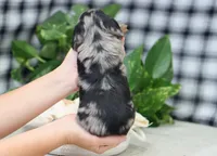 Stetson, a male Miniature Dachshund for sale in Fresno, OH – 5 of 6