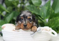 Stetson, a male Miniature Dachshund for sale in Fresno, OH – 6 of 6