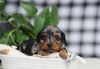 Stetson, a male Miniature Dachshund for sale in Fresno, OH – 3 of 6