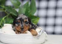 Stetson, a male Miniature Dachshund for sale in Fresno, OH – 2 of 6