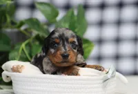 Stetson, a male Miniature Dachshund for sale in Fresno, OH – 4 of 6