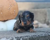 Peaches, a female Miniature Dachshund for sale in Fresno, OH – 4 of 4