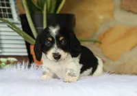 Wyatt, a male Miniature Dachshund for sale in Fresno, OH – 5 of 6
