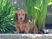 Chloe, a female Miniature Dachshund for sale in Fresno, OH – 2 of 5