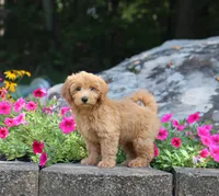 Scott, a male Maltipoo for sale in Fresno, OH – 2 of 4