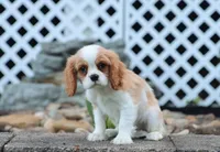 Upton, a male Cavalier King Charles Spaniel for sale in Fresno, OH – 4 of 7