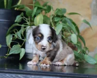 Dakota, a male Miniature Dachshund for sale in Fresno, OH – 7 of 7
