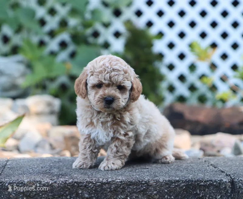 Maeve – Maltipoo puppy for sale in Fresno, OH