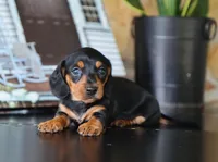 Izzy, a female Miniature Dachshund for sale in Fresno, OH – 2 of 3
