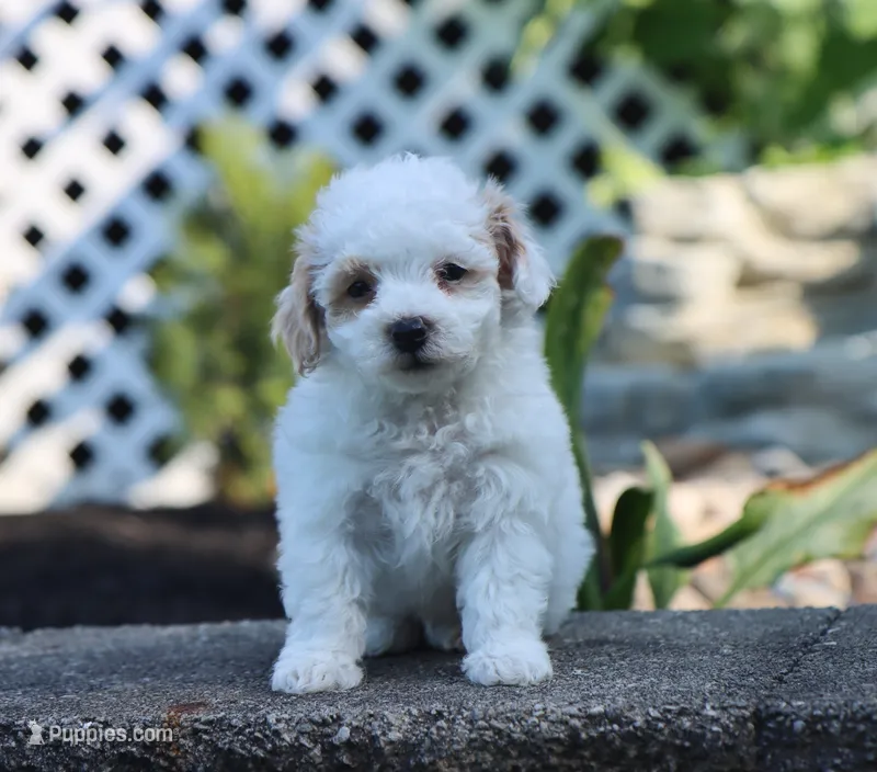 Mason – Maltipoo puppy for sale in Fresno, OH