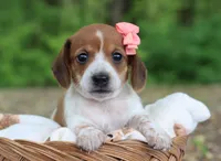 Yvette, a female Miniature Dachshund for sale in Fresno, OH – 4 of 5