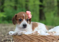 Yvette, a female Miniature Dachshund for sale in Fresno, OH – 3 of 5