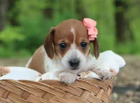 Yvette, a female Miniature Dachshund for sale in Fresno, OH – 5 of 5